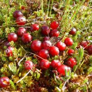 Саженец Клюква Бен Лир в контейнере